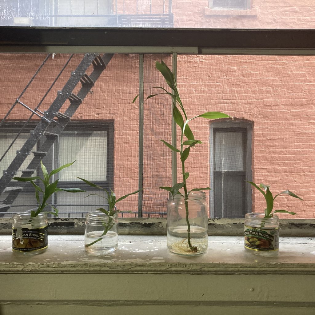 4 plants of varying heights in class jars on a windowsill